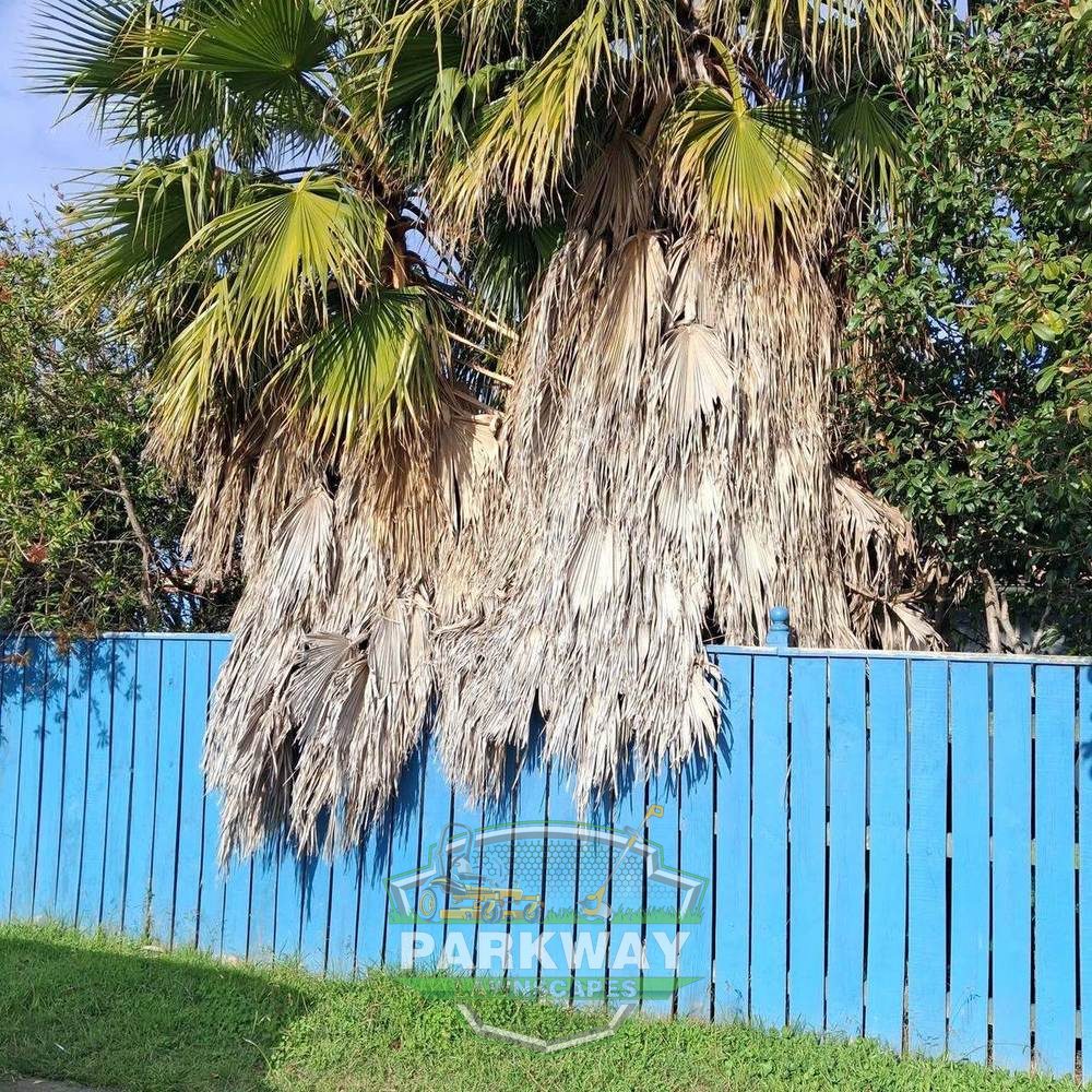 Before: Dead fronds stripped, trunks cleaned and all waste taken away.